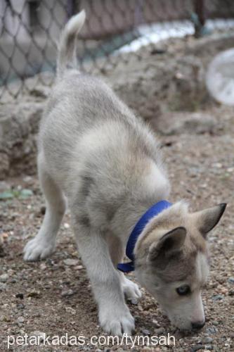 hector Erkek Sibirya Kurdu (Husky)