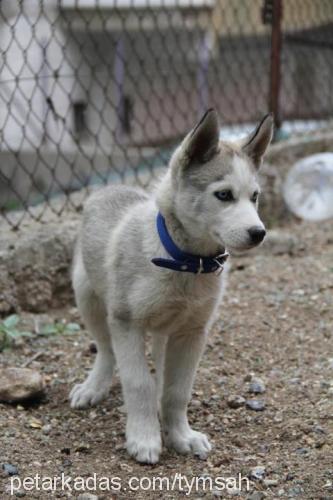 hector Erkek Sibirya Kurdu (Husky)