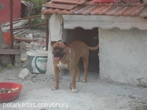 reis Erkek Boxer