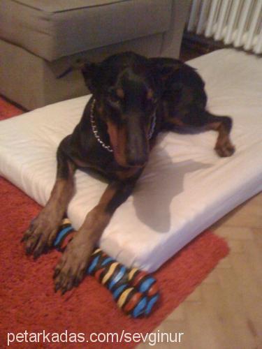 hector Erkek Doberman Pinscher