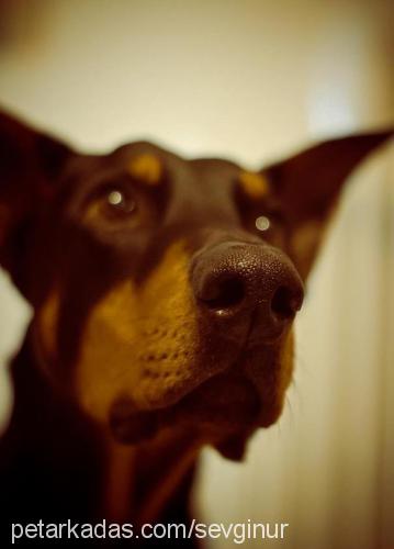 hector Erkek Doberman Pinscher