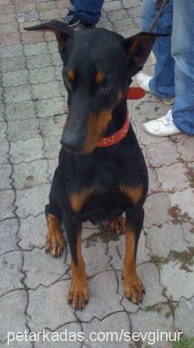 hector Erkek Doberman Pinscher