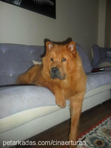 çina Dişi Chow Chow