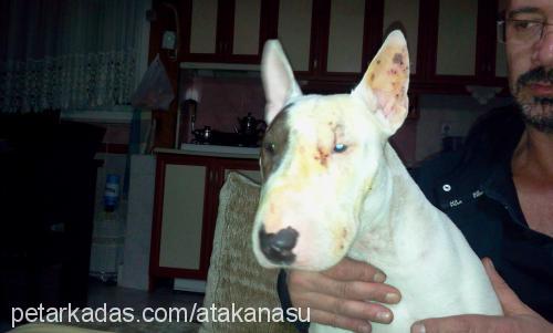 yoko Dişi Bull Terrier