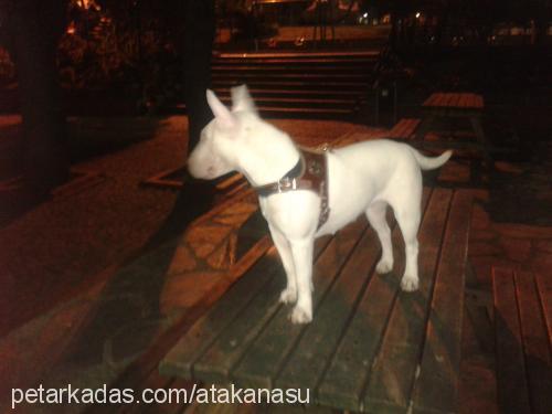 yoko Dişi Bull Terrier