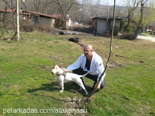 yoko Dişi Bull Terrier