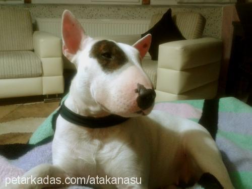 yoko Dişi Bull Terrier