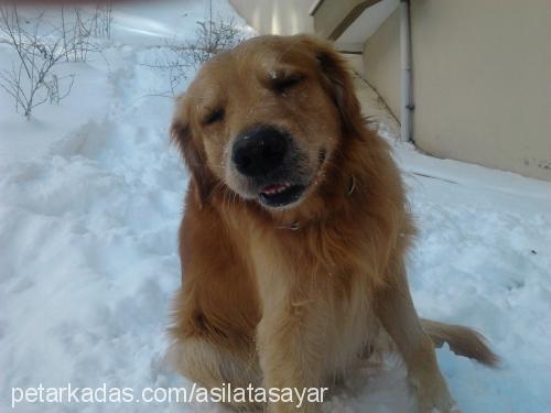 aşil Erkek Golden Retriever