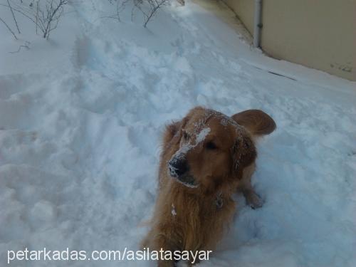 aşil Erkek Golden Retriever