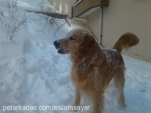 aşil Erkek Golden Retriever