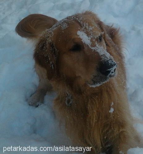 aşil Erkek Golden Retriever