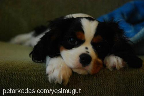 pati Dişi Cavalier King Charles Spanieli