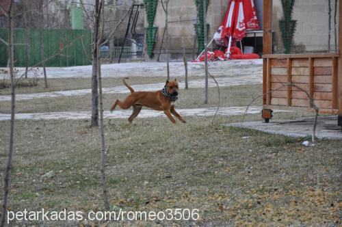 sanchez Erkek Amerikan Pitbull Terrier