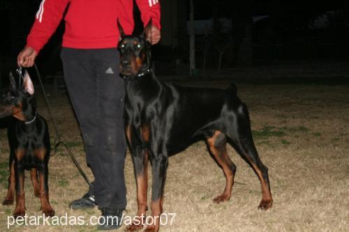 ceruttidiperlan Erkek Doberman Pinscher