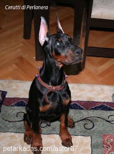 ceruttidiperlan Erkek Doberman Pinscher