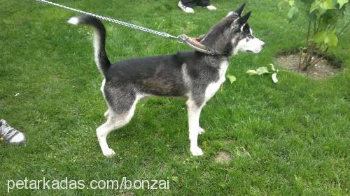 alex Erkek Sibirya Kurdu (Husky)