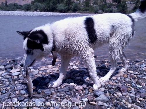 lodos Erkek Sibirya Kurdu (Husky)