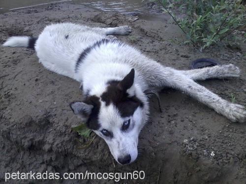 lodos Erkek Sibirya Kurdu (Husky)