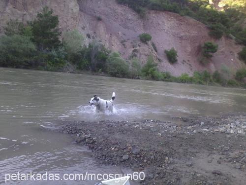 lodos Erkek Sibirya Kurdu (Husky)