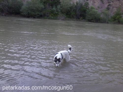 lodos Erkek Sibirya Kurdu (Husky)