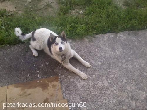 lodos Erkek Sibirya Kurdu (Husky)