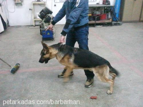 yetİŞ Erkek Alman Çoban Köpeği