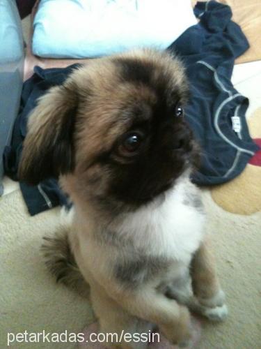 odie Erkek Pekingese