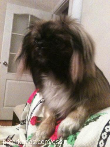 odie Erkek Pekingese