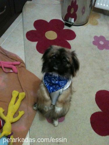 odie Erkek Pekingese