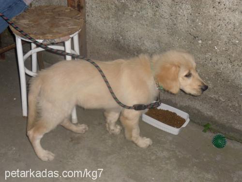 badem Dişi Golden Retriever