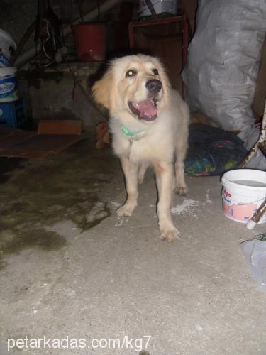 badem Dişi Golden Retriever