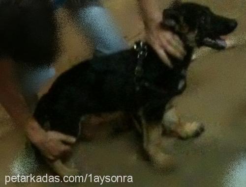 yaman Erkek Alman Çoban Köpeği