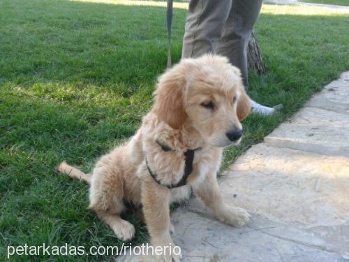 rio Dişi Golden Retriever