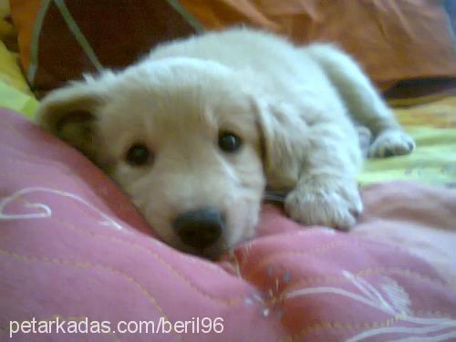 bambam Dişi Golden Retriever