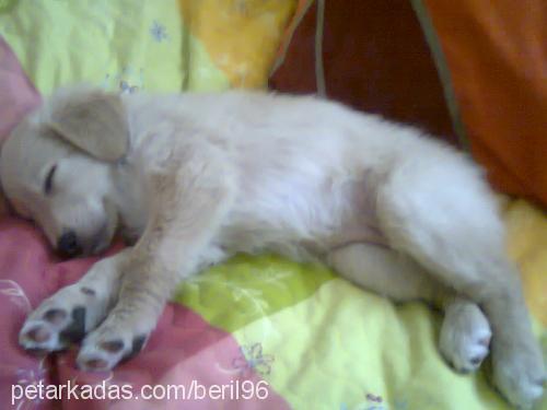 bambam Dişi Golden Retriever