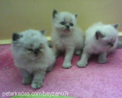 gece Dişi British Shorthair