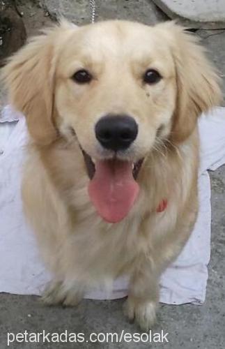 tobby Erkek Golden Retriever