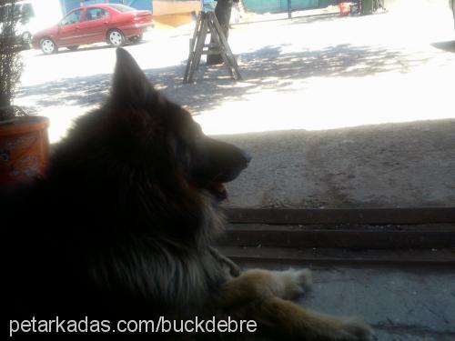 buck Erkek Alman Çoban Köpeği