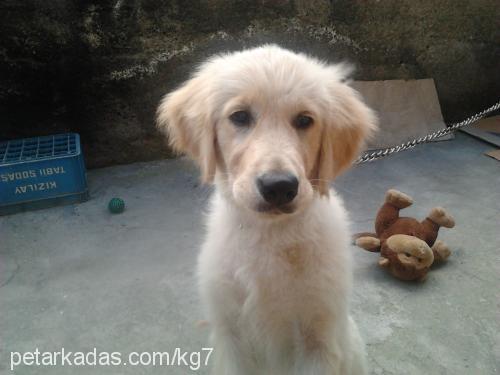 badem Dişi Golden Retriever