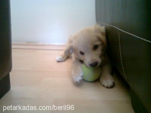 bambam Dişi Golden Retriever