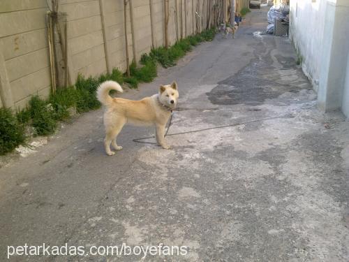 lussy Dişi Sibirya Kurdu (Husky)