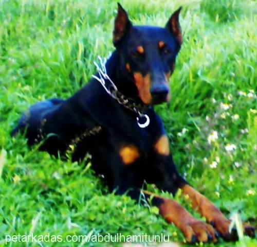 linda Dişi Doberman Pinscher