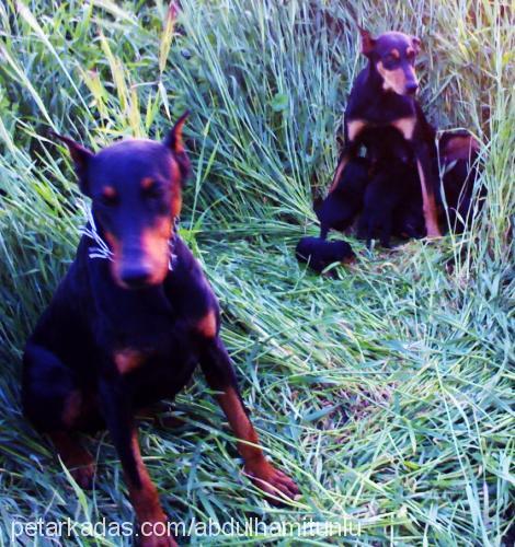 linda Dişi Doberman Pinscher