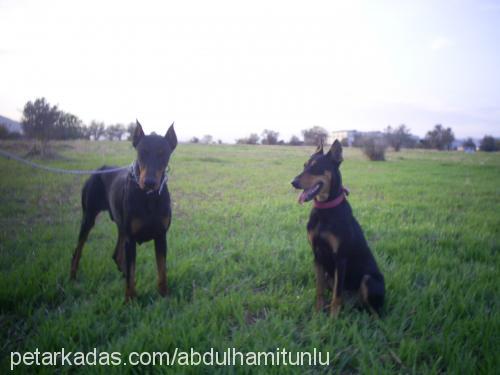 linda Dişi Doberman Pinscher