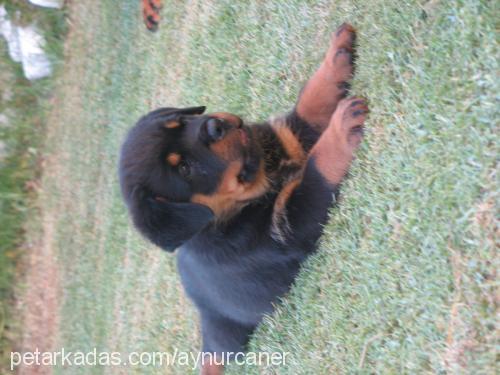 buffy Dişi Rottweiler