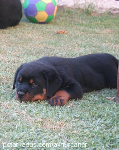 buffy Dişi Rottweiler