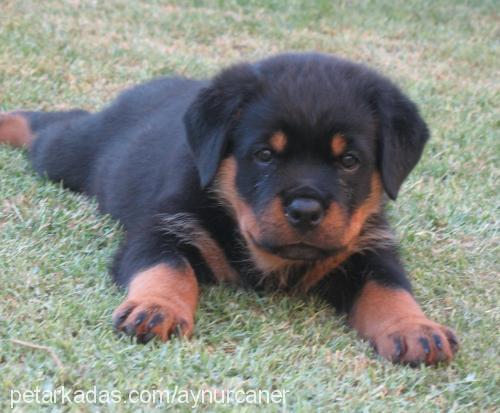 buffy Dişi Rottweiler