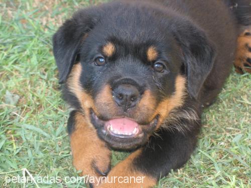 buffy Dişi Rottweiler