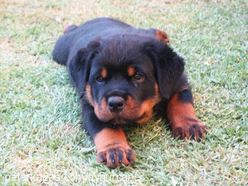 buffy Dişi Rottweiler