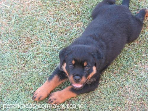 buffy Dişi Rottweiler